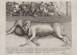 Engraving of a monstrous stillborn piglet